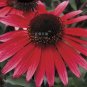 200 PCS Seeds Echinacea 'SOLAR FLARE' Dark Red Big Single Petals Bonsai Flowers