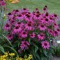 30 PCS Seeds Echinacea White Petals Purple Centre Perennial Flower