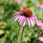 30 PCS Seeds Echinacea White Petals Purple Centre Perennial Flower
