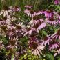 30 PCS Seeds Echinacea White Petals Purple Centre Perennial Flower