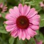30 PCS Seeds Echinacea White Petals Purple Centre Perennial Flower