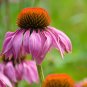 30 PCS Seeds Echinacea White Petals Purple Centre Perennial Flower