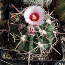 12 PCS Seeds Echinocactus texensis Horse Crippler 12 PCS Seeds Echinocactus texensis Horse Crippler