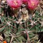 12 PCS Seeds Echinocactus texensis Horse Crippler
