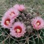 12 PCS Seeds Echinocactus texensis Horse Crippler