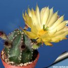 12 PCS Seeds Echinocereus subinermis Cactus