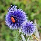 100 PCS Seeds Echinops sphaerocephalus Glandular Globe thistle Seeds Blue 100 PCS Seeds Echinops sphaerocephalus Glandular Globe thistle Seeds Blue