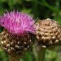 30 PCS Seeds Echinps latifolius Tausch Flower