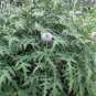 30 PCS Seeds Echinps latifolius Tausch Flower