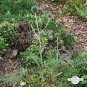30 PCS Seeds Echinps latifolius Tausch Flower