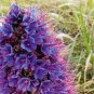 100 PCS Seeds Echium wildpretii Seeds Monocarpic Plant Biennial