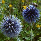 1000 PCS Seeds Echinops sphaerocephalus Glandular Globe thistle Seeds Blue 1000 PCS Seeds Echinops sphaerocephalus Glandular Globe thistle Seeds Blue