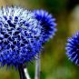 1000 PCS Seeds Echinops sphaerocephalus Glandular Globe thistle Seeds Blue