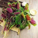 200 PCS Seeds Edible Amaranth Bi-color Vegetable