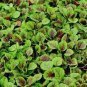 200 PCS Seeds Edible Amaranth Bi-color Vegetable