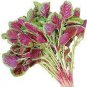 200 PCS Seeds Edible Amaranth Bi-color Vegetable