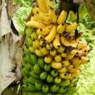 100 PCS Seeds Edible Banana Tree ‘Dwarf Lady Finger’ (Musa acuminata) 100 PCS Seeds Edible Banana Tree ‘Dwarf Lady Finger’ (Musa acuminata)