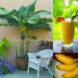100 PCS Seeds Edible Banana Tree ‘Dwarf Lady Finger’ (Musa acuminata)