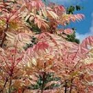 25 PCS Seeds Edible Chinese Mahogany Red Cedar Toona Sinensis Rare Herbs 25 PCS Seeds Edible Chinese Mahogany Red Cedar Toona Sinensis Rare Herbs