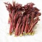 25 PCS Seeds Edible Chinese Mahogany Red Cedar Toona Sinensis Rare Herbs
