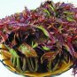 25 PCS Seeds Edible Chinese Mahogany Red Cedar Toona Sinensis Rare Herbs