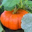 30 PCS Seeds Edible Large Orange Pumpkin with Green Stripe 30 PCS Seeds Edible Large Orange Pumpkin with Green Stripe