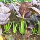 20 PCS Seeds Edible Purple Rape