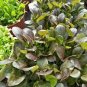 20 PCS Seeds Edible Purple Rape