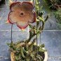 15 PCS Seeds Edithcolea Grandis Succulent Carrion Flower