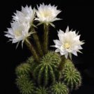 200 PCS Seeds Egg Succulents Bonsai Echinopsis Tubiflora Cactus Flores