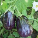 100 PCS Seeds Eggplant Black Big Vegetables