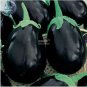100 PCS Seeds Eggplant Black Big Vegetables