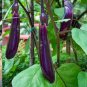 100 PCS Seeds Eggplant Bright Purple Long Vegetables