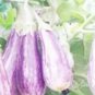 200 PCS Seeds Eggplant 'Fairy Tale' Purple Yellow Vegetable