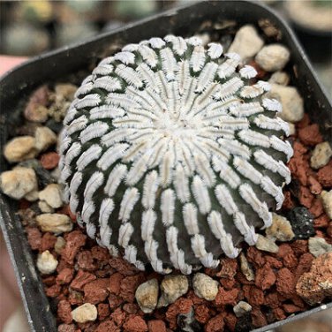 200 PCS Seeds Egg Succulents Bonsai Echinopsis Tubiflora Cactus Flores