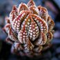 200 PCS Seeds Egg Succulents Bonsai Echinopsis Tubiflora Cactus Flores