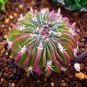 200 PCS Seeds Egg Succulents Bonsai Echinopsis Tubiflora Cactus Flores