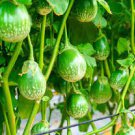 60 PCS Seeds Eggplant Little Green Vegetable