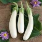 700 PCS Seeds Eggplant Seeds Heirloom Moon White Long Hybrid Vegetables