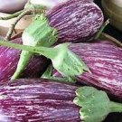 10 PCS Seeds Eggplant Violet Colors with White Streaks Vegetable