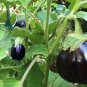 10 PCS Seeds Eggplant Violet Colors with White Streaks Vegetable
