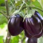 10 PCS Seeds Eggplant Violet Colors with White Streaks Vegetable