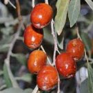 100 PCS Seeds Elaeagnus multiflora Silverberry Goumi Berry