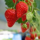 100 PCS Seeds Elan F1 Strawberry