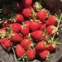100 PCS Seeds Elan F1 Strawberry