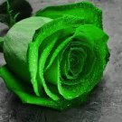 50 PCS Seeds Elegant Big Blooming Green Rose Shrub