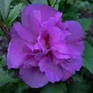 30 PCS Seeds Elegant Purple Univalve Geranium