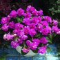 30 PCS Seeds Elegant Purple Univalve Geranium