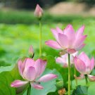 1 PCS Seeds Emilia Pink Lotus Flower Nelumbo Nucifera