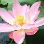 1 PCS Seeds Emilia Pink Lotus Flower Nelumbo Nucifera